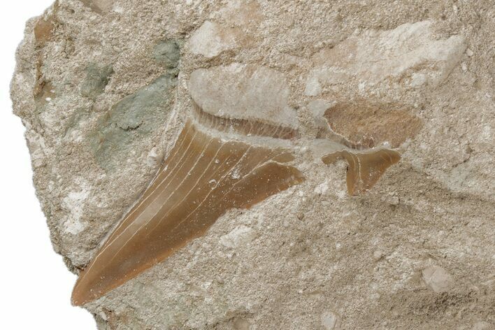 Otodus Shark Tooth Fossil in Rock - Eocene #215643